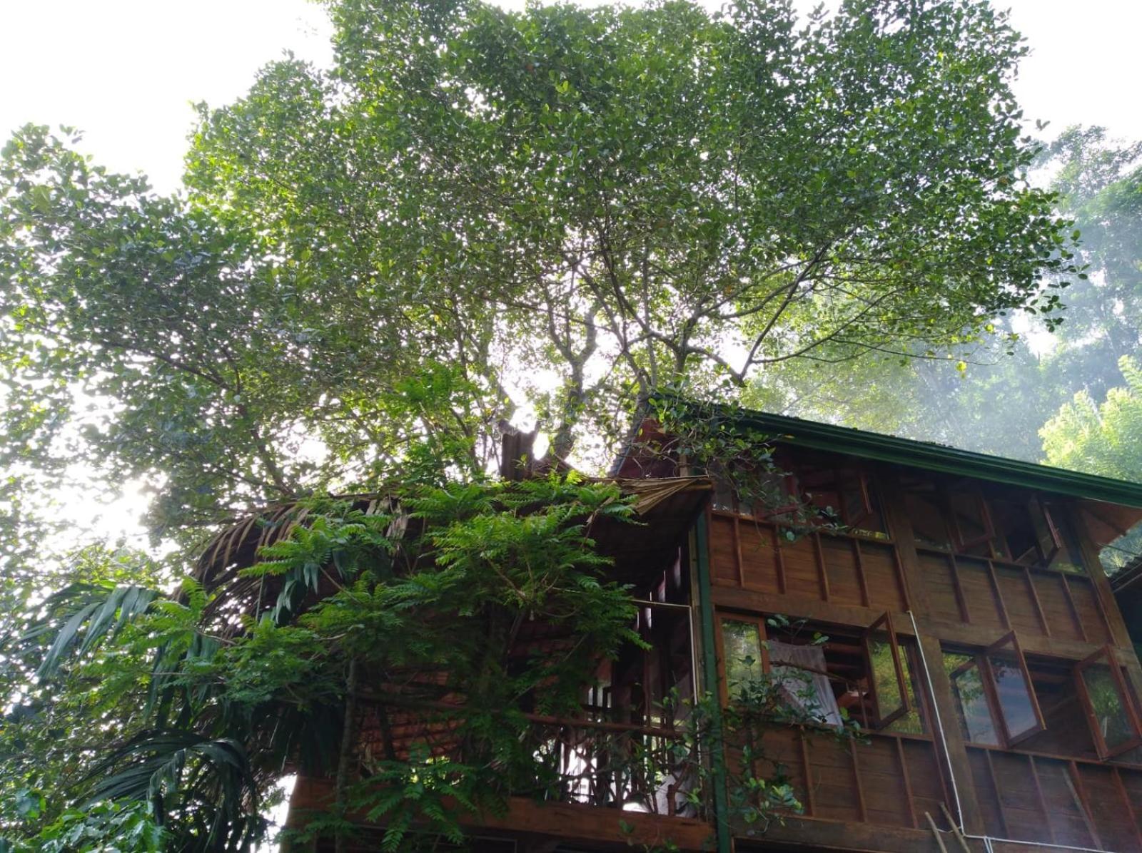 ホテル Ella Treehouse エクステリア 写真