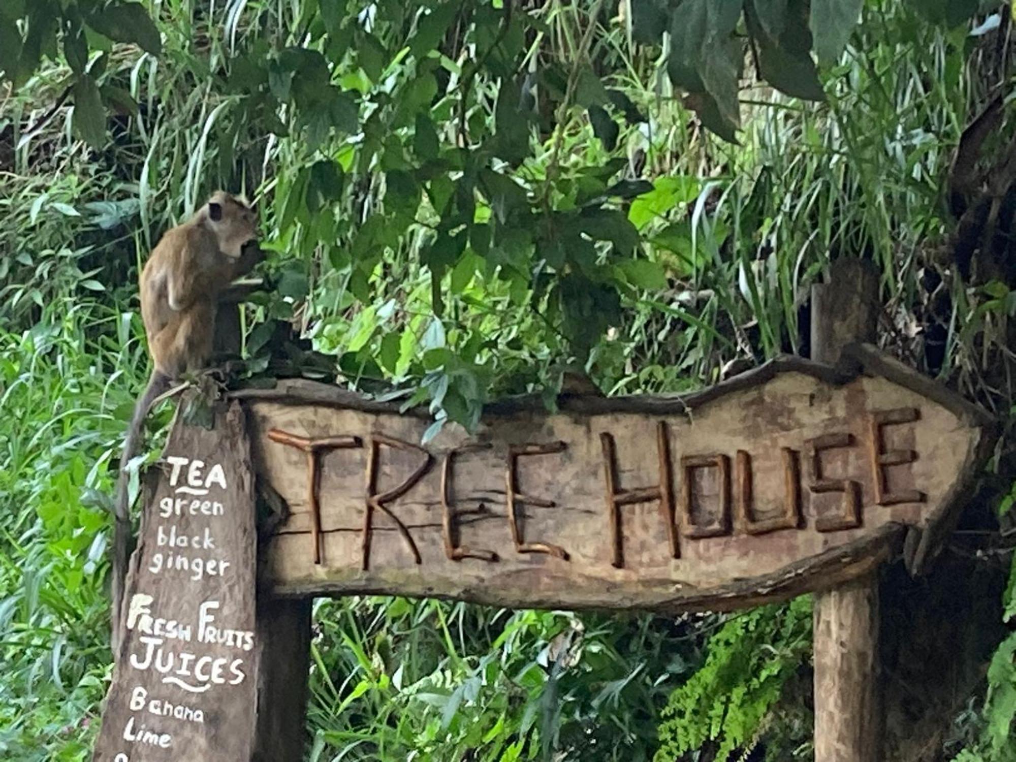 ホテル Ella Treehouse エクステリア 写真