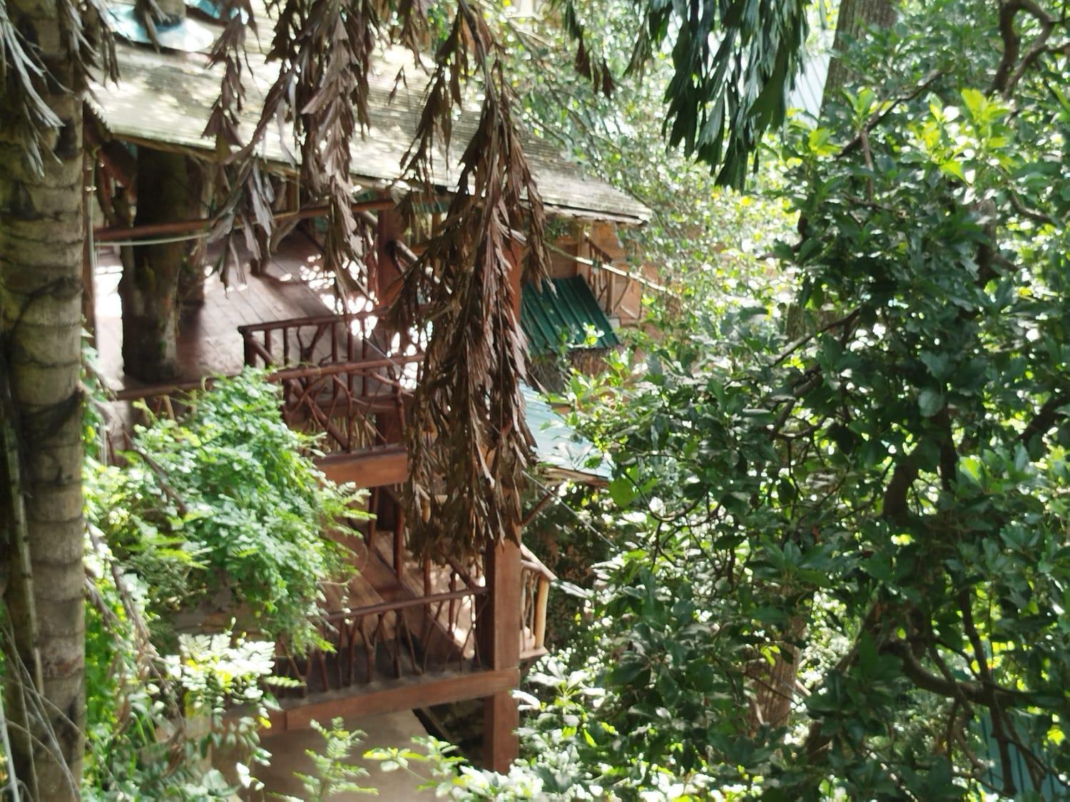ホテル Ella Treehouse 部屋 写真